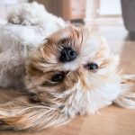 dog-2785077_1280 dog-2785077_1280