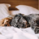 dogs-1284238_1280 Hundepasning